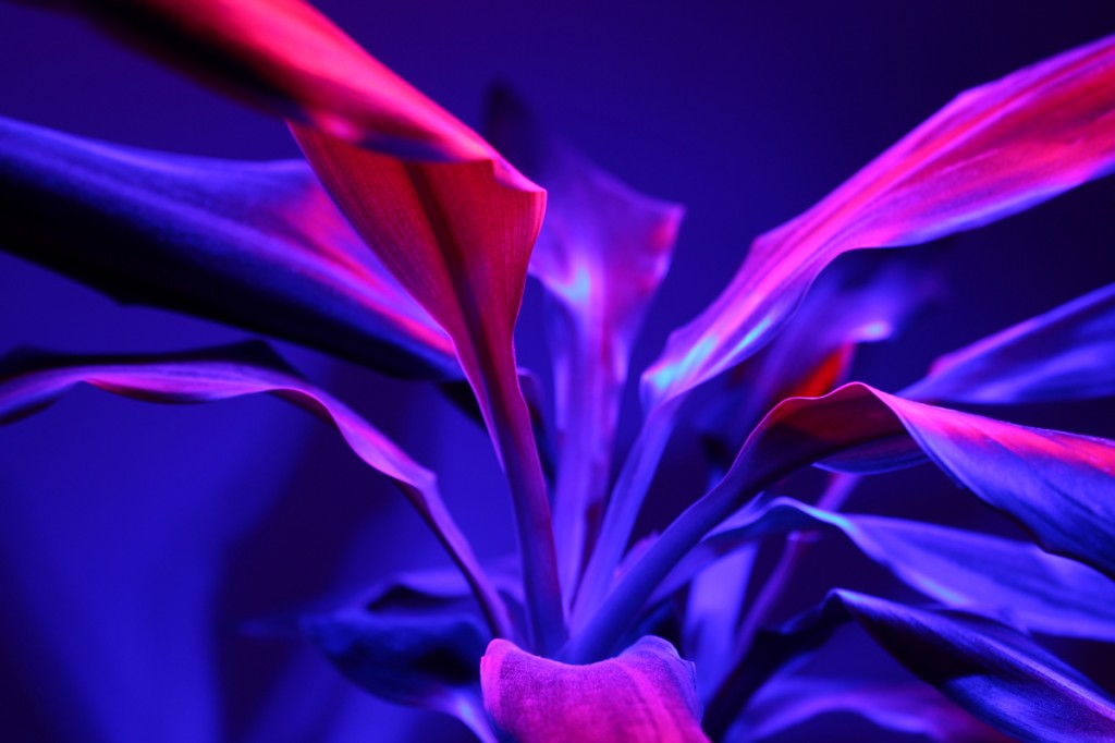 Self-Consciousness (Red & Blue) #2 - 2013